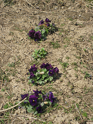 pansy mulched